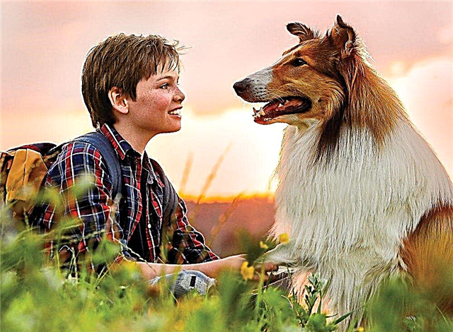 Lassie: Homecoming (2020) Información de la película: fecha de lanzamiento, reparto, tráiler